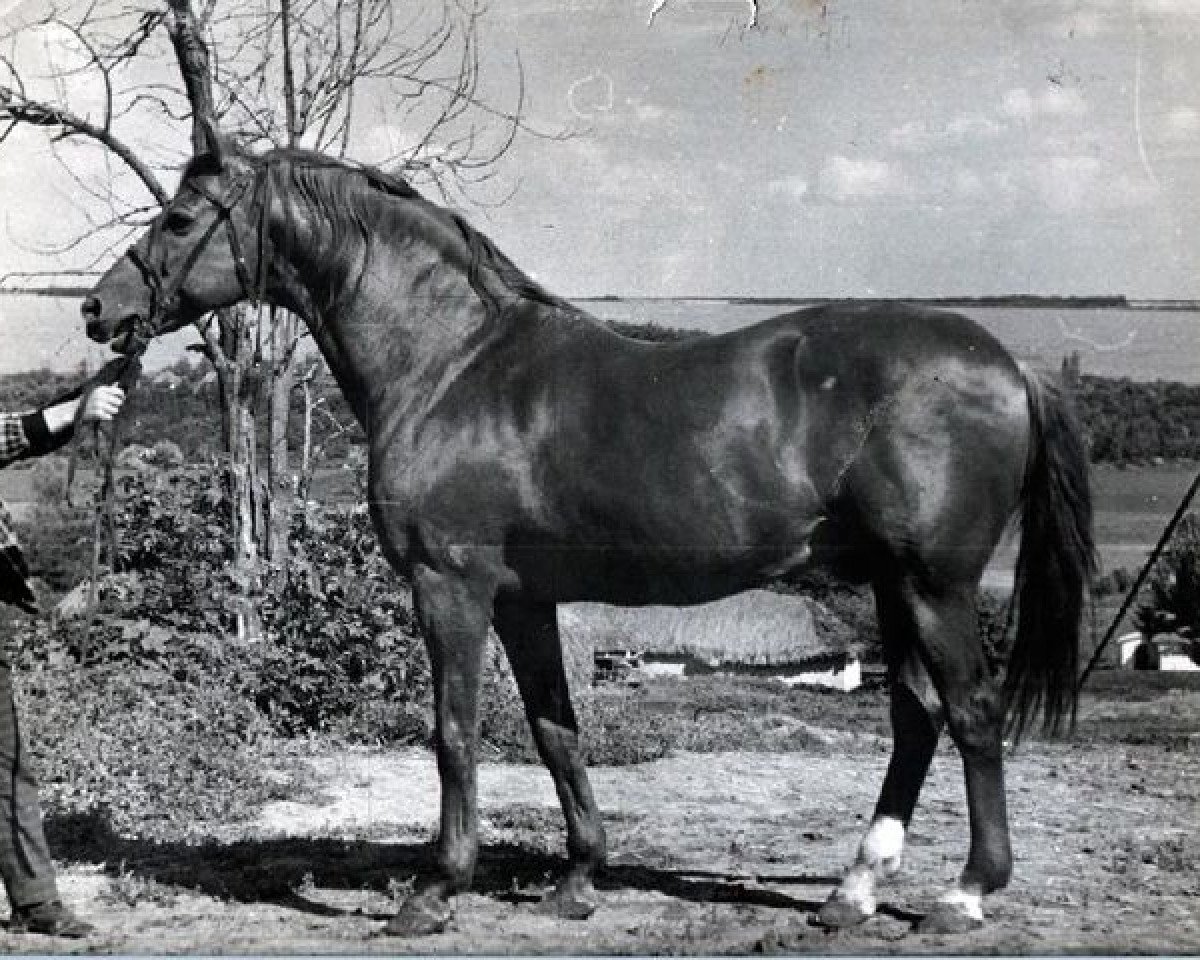 Deckhengst Chobot (Russisch Trakehner, 1949, von Haßgesang)