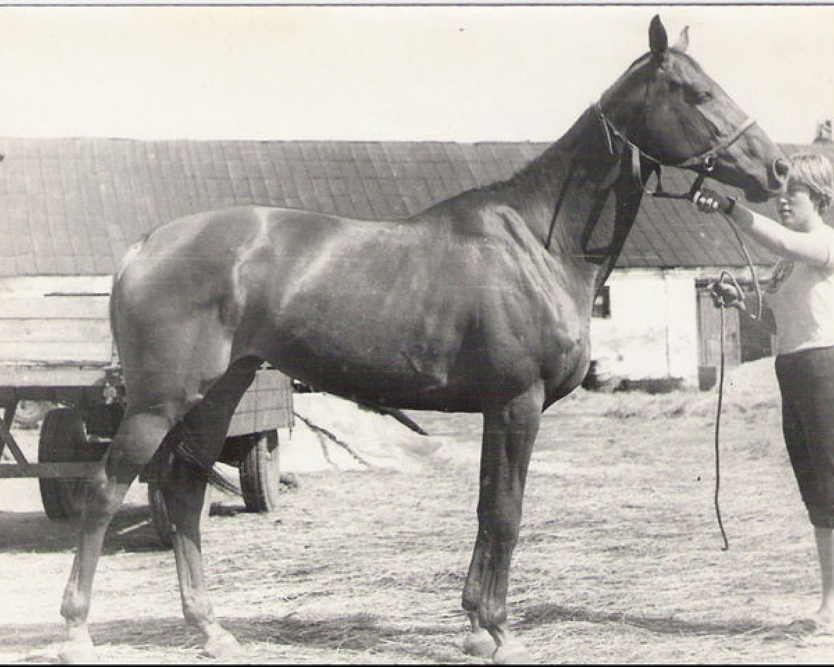 Zuchtstute Iluzija (Russisch Trakehner, 1975, von Zagorsk xx)