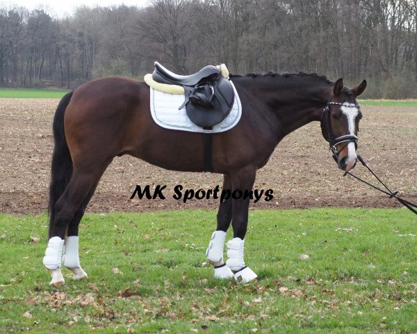 horse Coconut Dream (German Riding Pony, 2014, from Cassini)