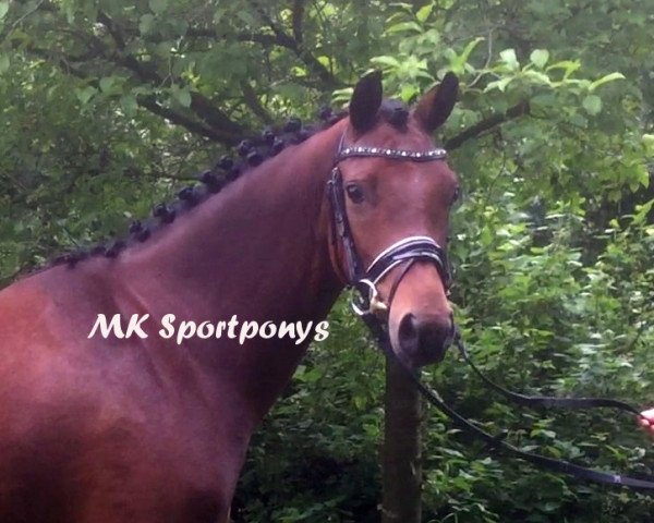 dressage horse Coco K 2 (German Riding Pony, 2009, from Charivari)