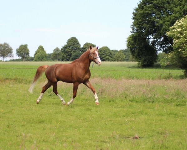 Pferd Nobels Twister (Welsh, 2009)