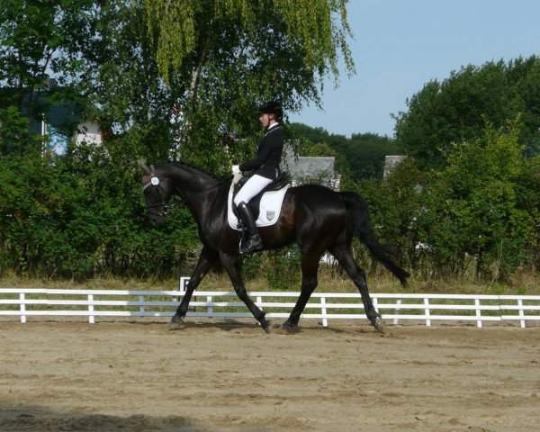 dressage horse Garibaldi 76 (Oldenburg, 1996, from Gamblers Star)