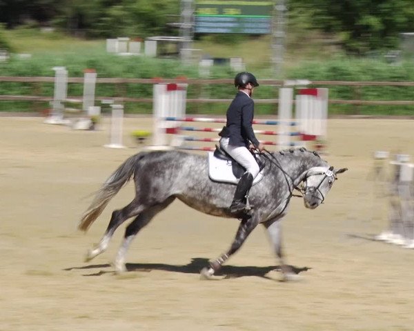 Reitturnier Schönfeld 2018