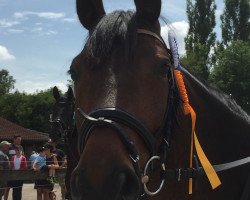 dressage horse Salieri 24 (Oldenburg, 2008, from Serano Gold)