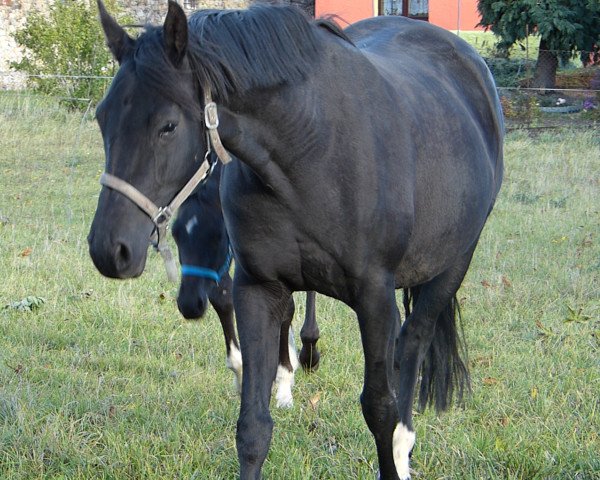 broodmare Romantika (unknown, 2000)