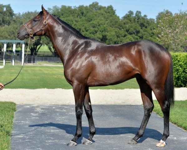 horse Colonist xx (Thoroughbred, 2014, from Pioneerof The Nile xx)