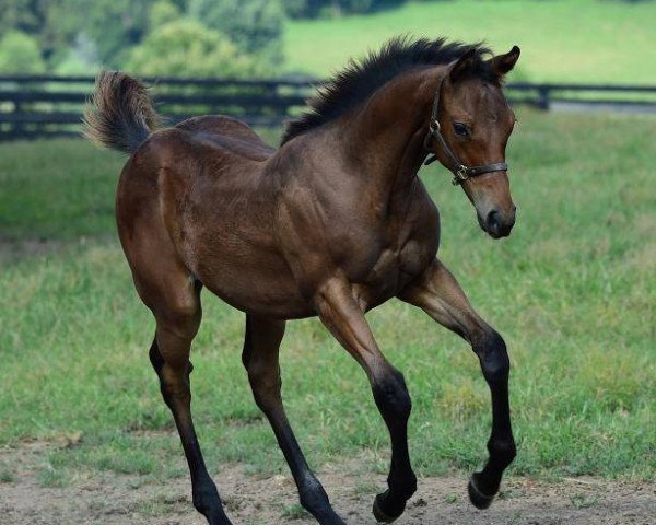horse Hengst von Super Saver xx (Thoroughbred, 2017, from Super Saver xx)
