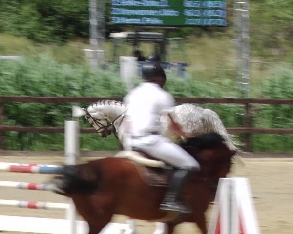 Reitturnier Schönfeld 2018