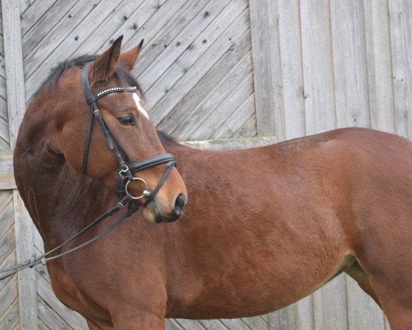 jumper Peggy (Bavarian, 2012, from Amantus)