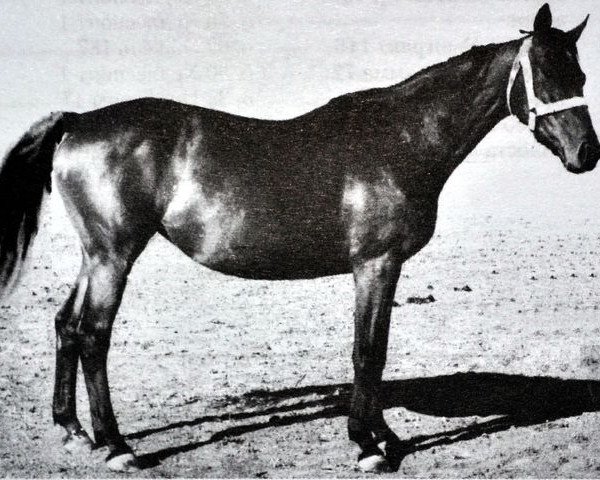 broodmare Maska (Trakehner, 1941, from Marabou xx 4187)