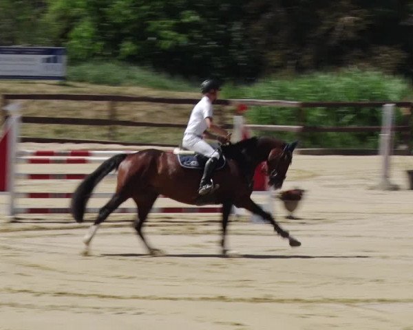 Reitturnier Schönfeld 2018