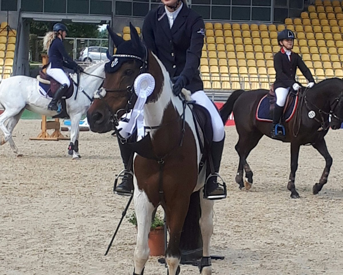 Cavallo da salto No doubt (Pony da Sella Tedesco, 1997, di Namajan)