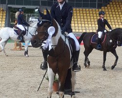 jumper No doubt (German Riding Pony, 1997, from Namajan)
