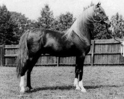 stallion Ferhan ox (Arabian purebred, 1925, from Raswan 1921 ox)