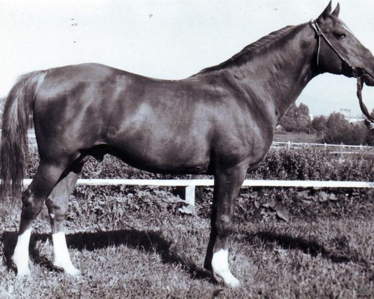 stallion Profil ox (Arabian purebred, 1954, from Priboj 1944 ox)