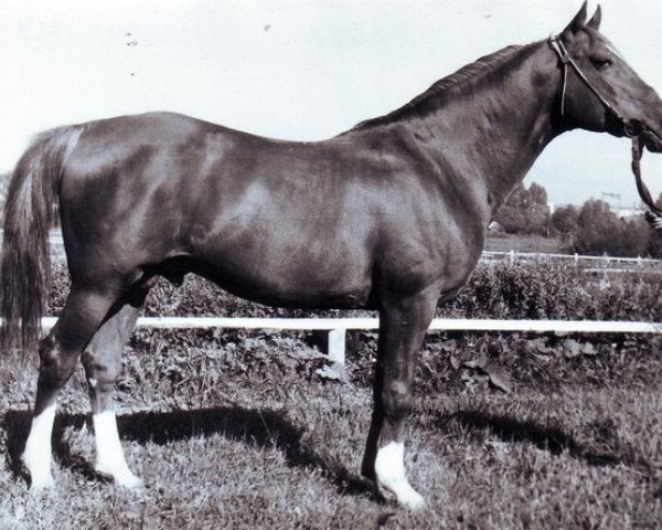 stallion Profil ox (Arabian purebred, 1954, from Priboj 1944 ox)