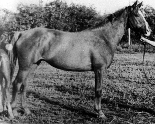 broodmare Samscha (Russian Trakehner, 1951, from Sund 4276)
