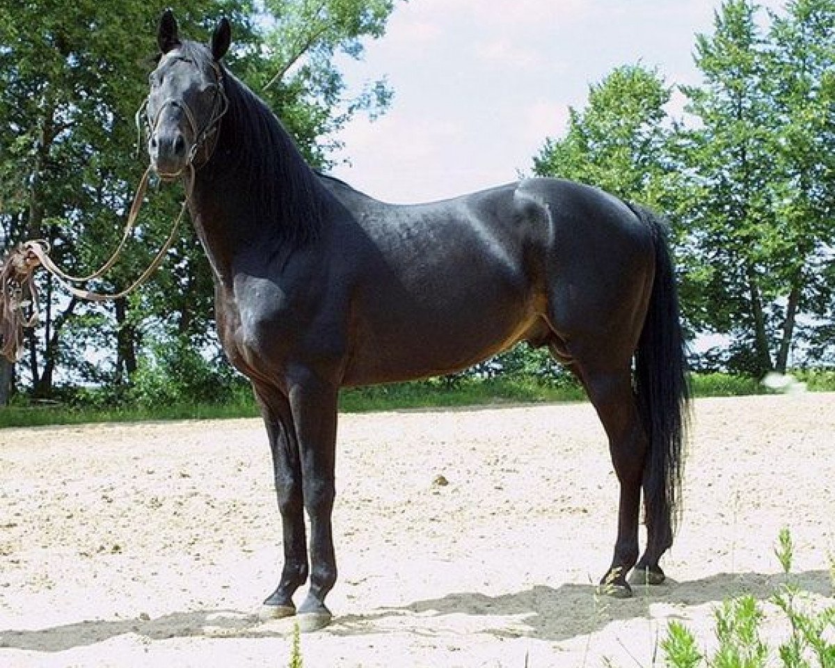 Ogier kryjący Charitonas (Rosyjski Trakehner, 1987, od Veterok)