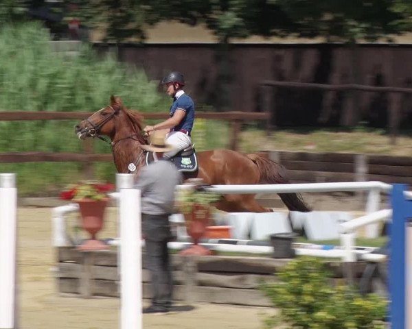 Reitturnier Schönfeld 2018