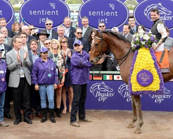 stallion Texas Red xx (Thoroughbred, 2012, from Afleet Alex xx) stallion Texas Red xx (Thoroughbred, 2012, from Afleet Alex xx)