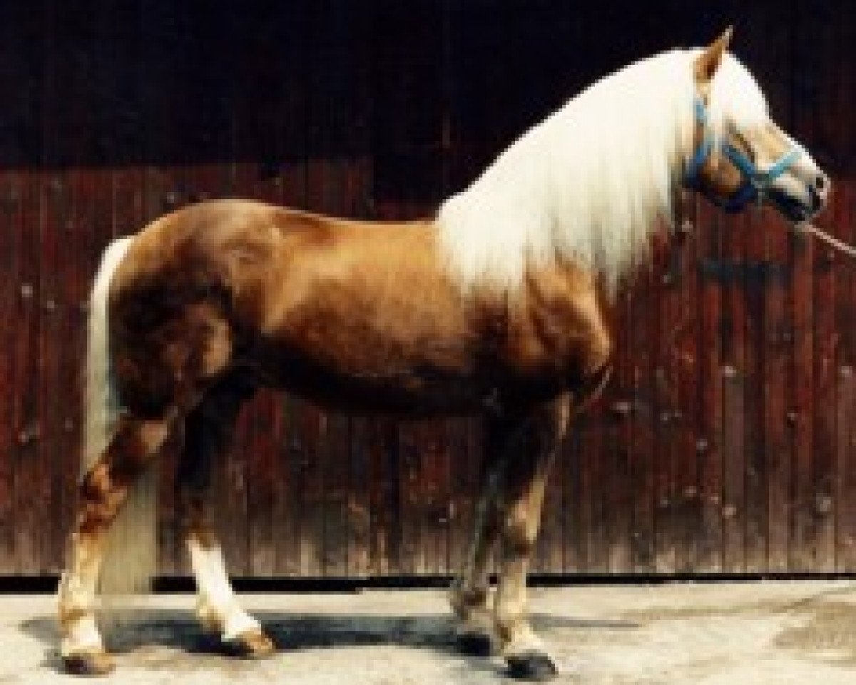 stallion Atif (Haflinger, 1975, from liz. Afghan)