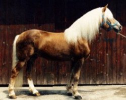 stallion Atif (Haflinger, 1975, from liz. Afghan)