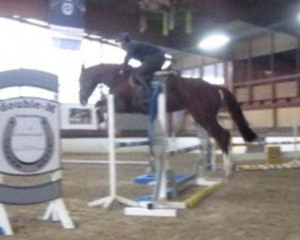 jumper Ursula Unchained (Oldenburg show jumper, 2013, from Untouched)