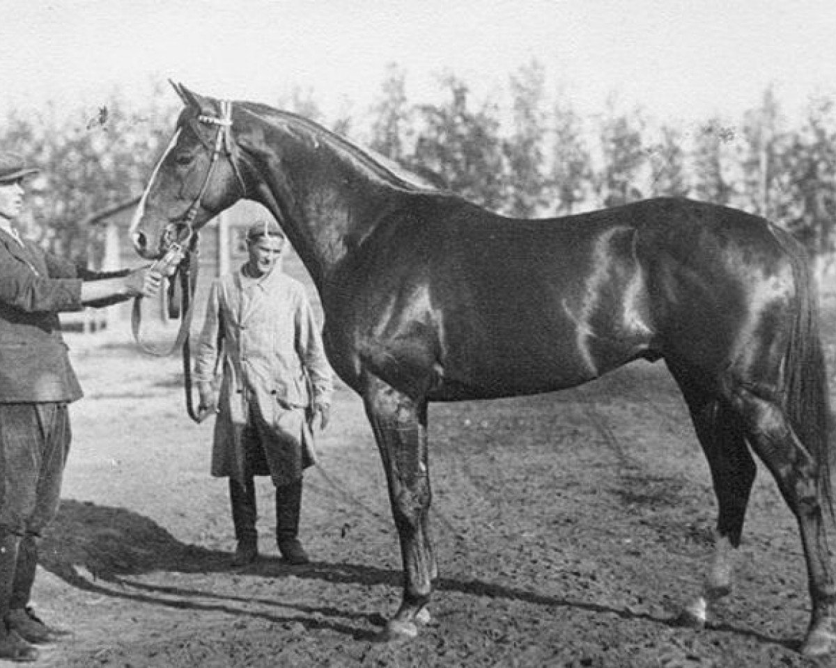stallion Zagar xx (Thoroughbred, 1936, from Granit II xx)