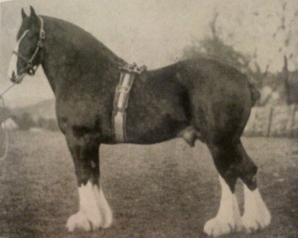 stallion Scotland Yet (Clydesdale, 1906, from Royal Favourite 10630) stallion Scotland Yet (Clydesdale, 1906, from Royal Favourite 10630)