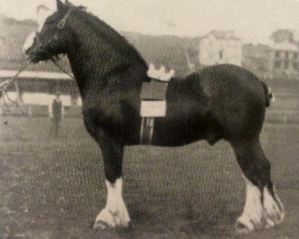 stallion Royal Carrick (Clydesdale, 1895, from Prince of Airies) stallion Royal Carrick (Clydesdale, 1895, from Prince of Airies)