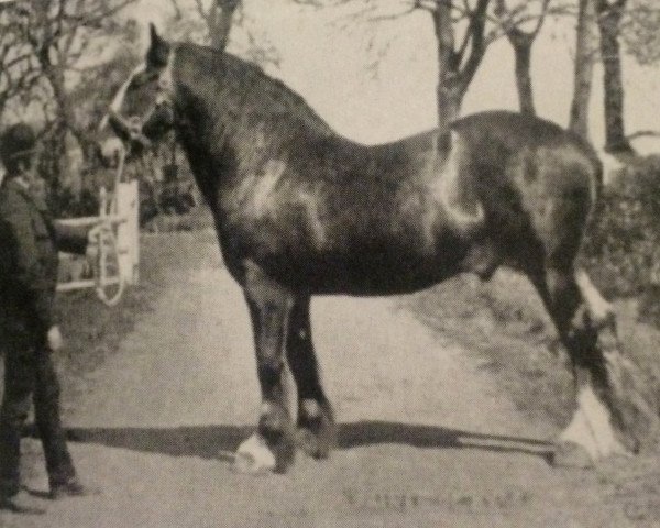 stallion Prince of Kyle (Clydesdale, 1887, from Prince of Wales 673) stallion Prince of Kyle (Clydesdale, 1887, from Prince of Wales 673)
