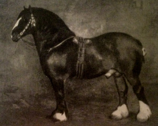 stallion Prince of Avondale (Clydesdale, 1880, from Prince of Wales 673) stallion Prince of Avondale (Clydesdale, 1880, from Prince of Wales 673)