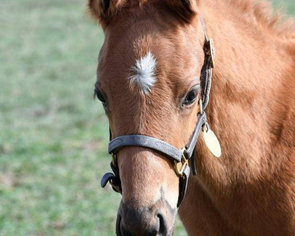 horse Hengst von Malibu Moon xx (Thoroughbred, 2017, from Malibu Moon xx) horse Hengst von Malibu Moon xx (Thoroughbred, 2017, from Malibu Moon xx)