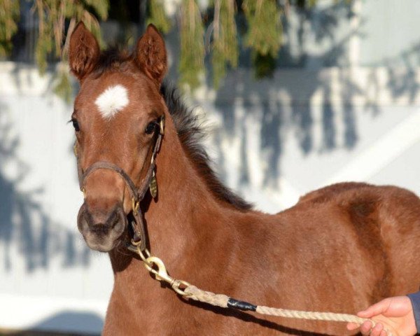 horse Hengst von Ghostzapper xx (Thoroughbred, 2016, from Ghostzapper xx)