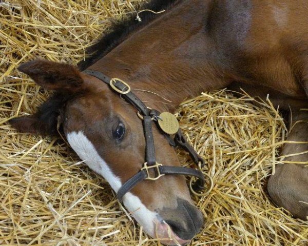 horse Lady of Virtues xx (Thoroughbred, 2016, from Curlin xx)