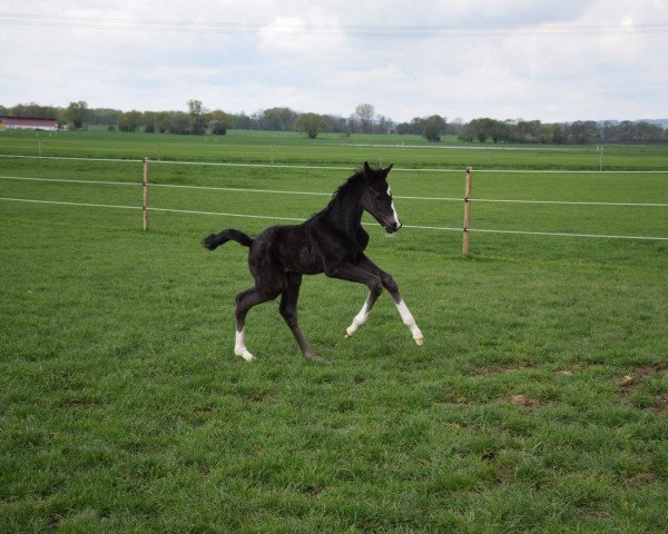 horse Gintano Gold W (German Sport Horse, 2016, from Goldberg)