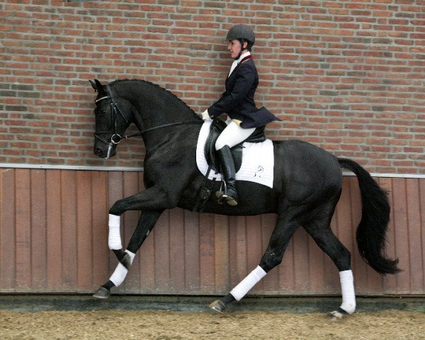 stallion Sting (Oldenburg, 2004, from Sunny-Boy)