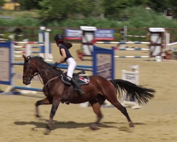 Reitturnier Schönfeld 2018