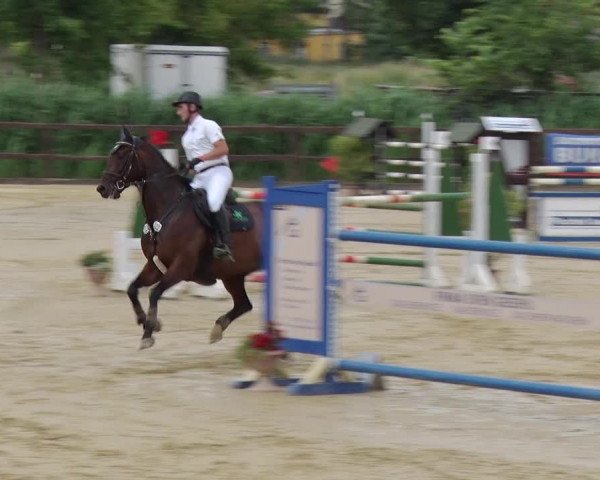 Reitturnier Schönfeld 2018