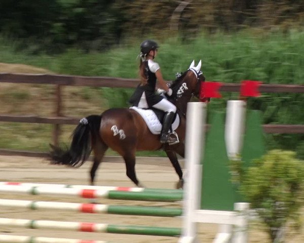 Reitturnier Schönfeld 2018