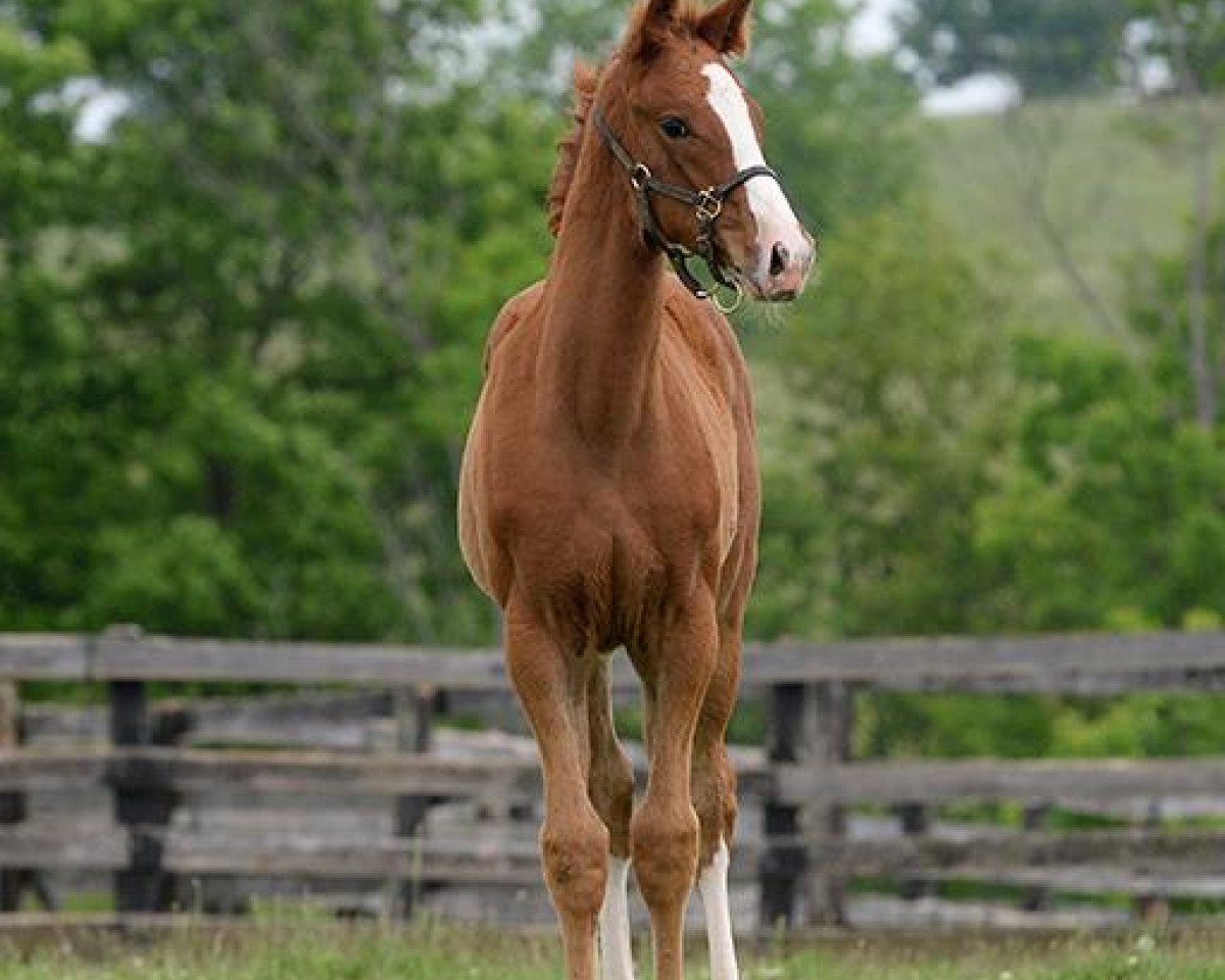 horse All Net xx (Thoroughbred, 2015, from Graydar xx)