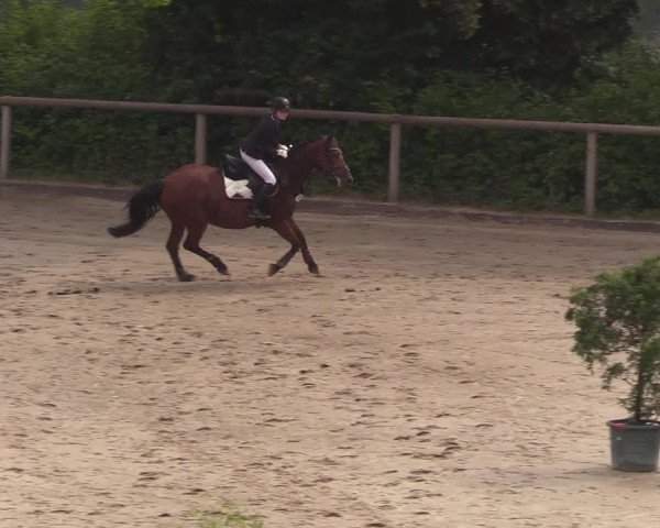 Reitturnier Erkrath - Uhlenhof 2018