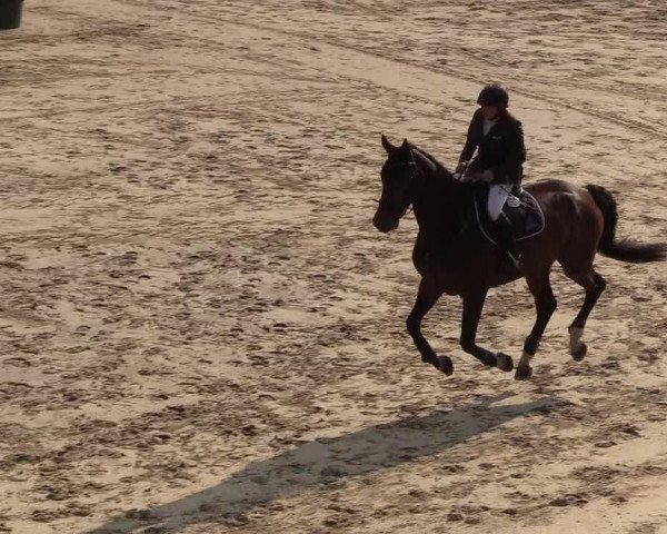 Reitturnier Erkrath - Uhlenhof 2018