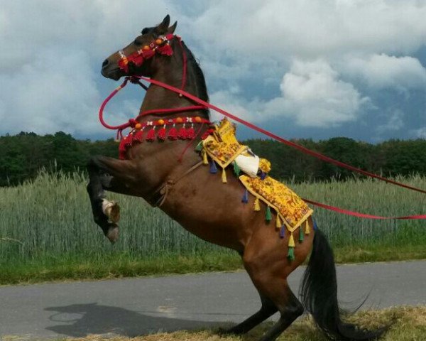 stallion Galan Baju Kubera ox (Arabian purebred, 1992, from El Konto ox)