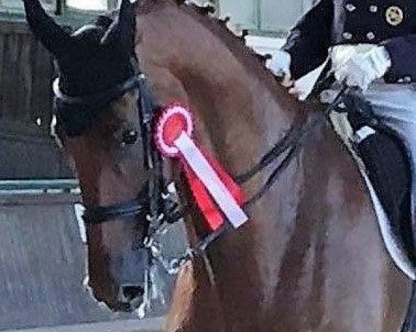 dressage horse Don Vincente 2 (Hanoverian, 2004, from Don Vino)