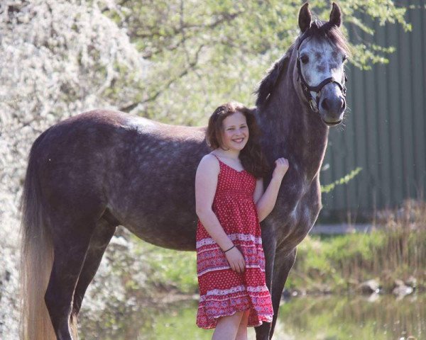 Dressurpferd Bodethal's Non Stop 2 (Deutsches Reitpony, 2012, von Speyksbosch Nelson)