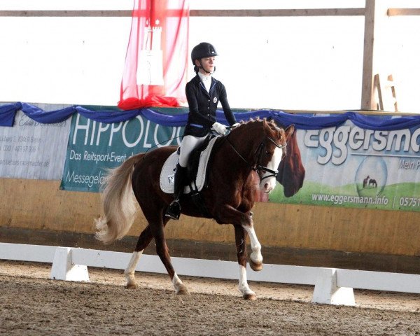 dressage horse Sun of Soul (German Riding Pony, 2011, from Skargens Spartakus)