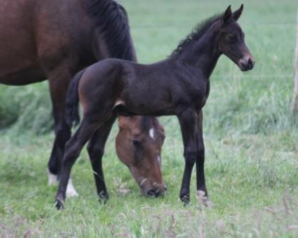 Springpferd Granate (Hannoveraner, 2017, von Galayo La Silla)