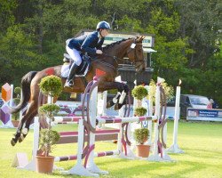 dressage horse Stella 1017 (German Warmblood, 2009, from Shadow Jumper)