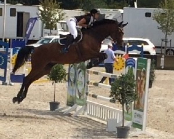 broodmare Curly Sue 159 (Westphalian, 2008, from Captain Fire)